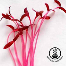 Load image into Gallery viewer, Seed Assortment: Exotic Microgreens