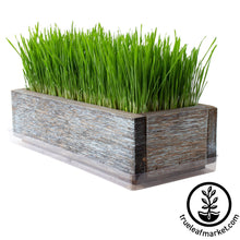 Load image into Gallery viewer, Barnwood Planter Organic Wheatgrass Kit