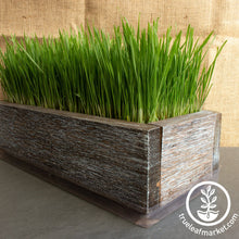 Load image into Gallery viewer, Barnwood Planter Organic Wheatgrass Kit