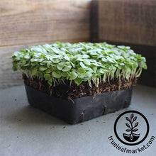 Load image into Gallery viewer, Seed Assortment: Basic Dozen Microgreens