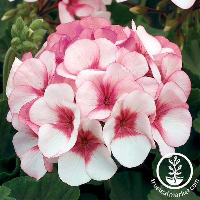 maverick white geranium seeds Geranium Seeds