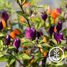 Load image into Gallery viewer, FALSE