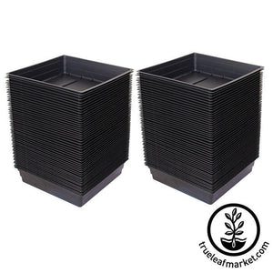 10 x10 Growing Trays WITH Drain Holes