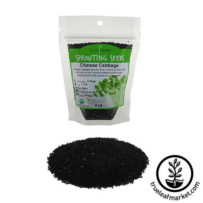 planting chinese cabbage seeds Chinese Cabbage