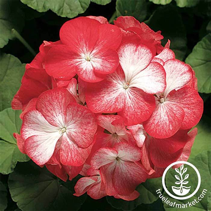 red seed geranium Geranium Seeds