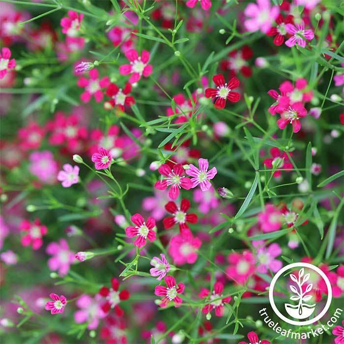 gypsy flower seeds Gypsophila Seeds - Gypsy Series