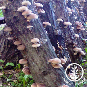 Mushroom Log - Shiitake